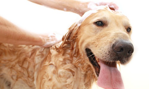 doggie getting washed by owner in pet washing station